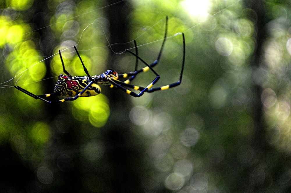 Jorogumo Spider